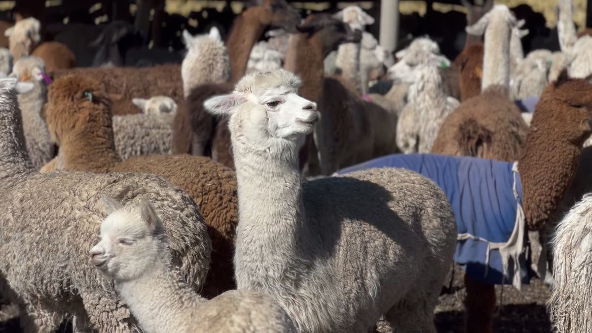 Vista cercana de un rebaño de alpacas de colores variados en un corral