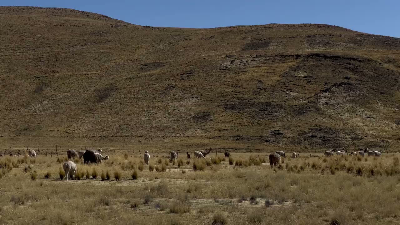 Un rebaño de alpacas pastando sobre pasto de ichu al pie de una ladera desnuda en el altiplano peruano